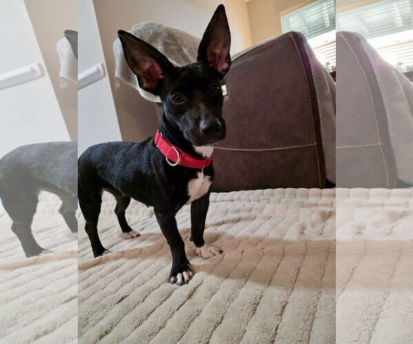 Medium Photo #2 French Bullhuahua Puppy For Sale in Virginia Beach, VA, USA