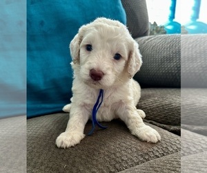 Goldendoodle Puppy for sale in PENSACOLA, FL, USA