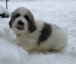 Puppy Rocky Great Pyrenees
