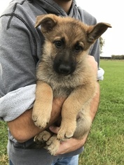 German Shepherd Dog Puppy for sale in ALVATON, KY, USA