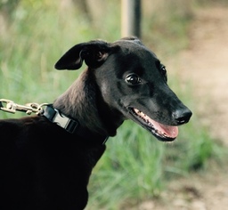 Greyhound Puppy for sale in AUSTIN, TX, USA