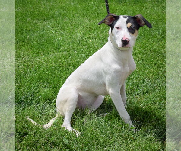 Medium Photo #3 Unknown-Whippet Mix Puppy For Sale in Huntley, IL, USA