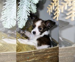 Papillon Puppy for sale in BLANCHARD, OK, USA