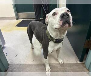 Mutt Dogs for adoption in Pasadena, CA, USA