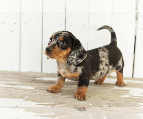 Medium Photo #3 Dachshund Puppy For Sale in BREMEN, IN, USA