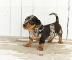 Small #2 Dachshund