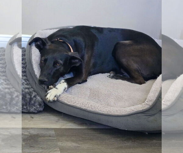 Medium Photo #8 Labrador Retriever-Unknown Mix Puppy For Sale in Mount Laurel, NJ, USA