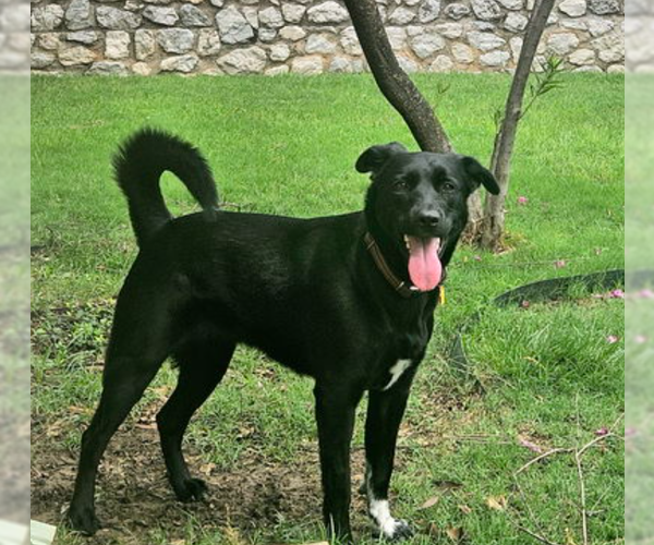 Medium Photo #5 Collie-Labrador Retriever Mix Puppy For Sale in McKinney, TX, USA
