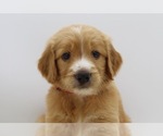 Small Photo #4 Goldendoodle Puppy For Sale in ROYSE CITY, TX, USA