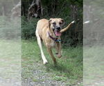 Small #10 Great Dane
