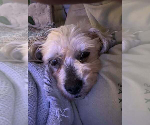 Medium Photo #2 Mutt Puppy For Sale in FRAMINGHAM, MA, USA