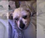 Small #1 Mutt