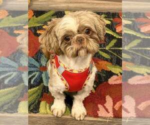 Shih Tzu Dogs for adoption in Lee's Summit, MO, USA