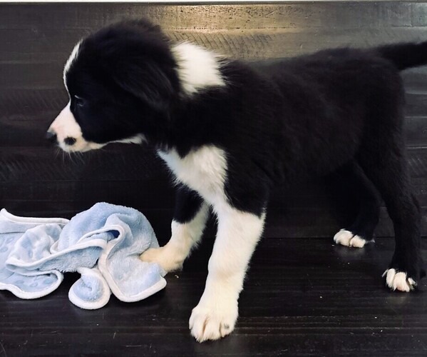 Medium Photo #1 Border Collie Puppy For Sale in GOLD CANYON, AZ, USA