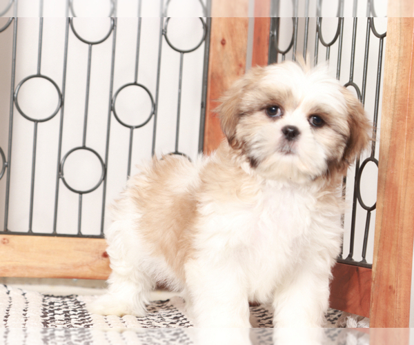 Medium Photo #4 Shih Tzu Puppy For Sale in NAPLES, FL, USA