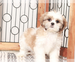 Small #3 Shih Tzu