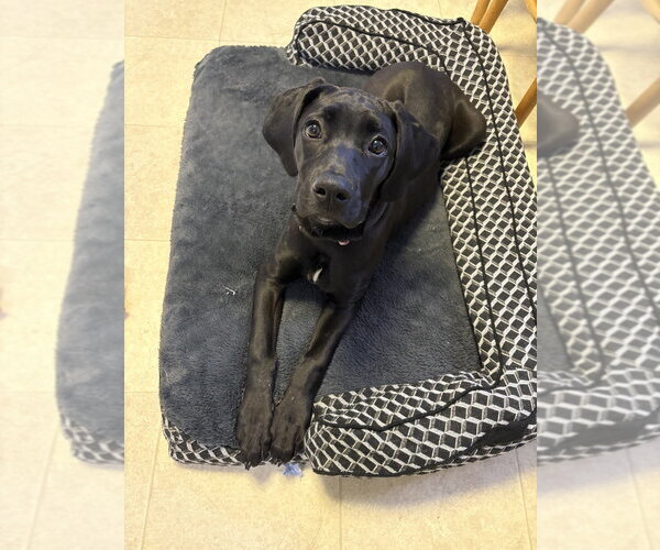 Medium Photo #9 Boweimar Puppy For Sale in Brewster, NY, USA