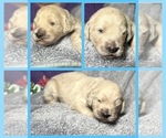 Puppy Justice Goldendoodle