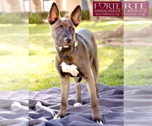 Spirit - Female Border Collie-Unknown Mix Dog for Adoption - Photo #7