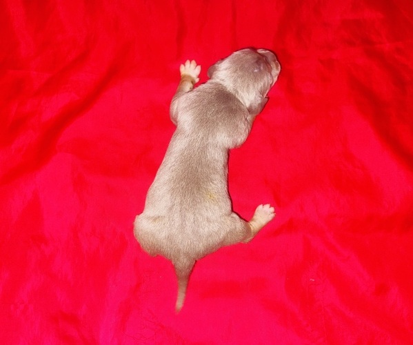 Medium Photo #4 American Bully Puppy For Sale in TRENTON, NJ, USA