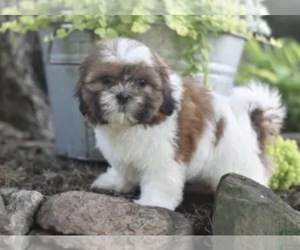 Shih Tzu Puppy for sale in RIVER HILLS, SC, USA
