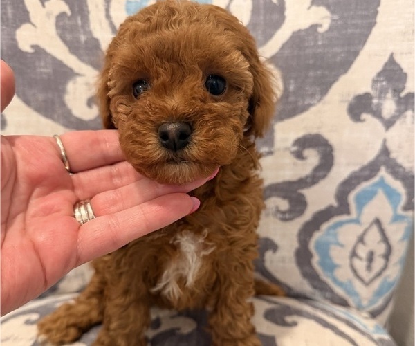 Medium Photo #2 Poodle (Toy) Puppy For Sale in EXCELSIOR SPRINGS, MO, USA