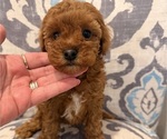 Puppy Red Velvet Poodle (Toy)