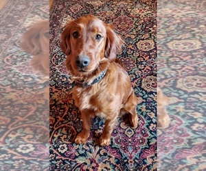 Golden Irish Dogs for adoption in VESTAL, NY, USA