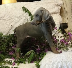 Doberman Pinscher Puppy for sale in APOLLO, PA, USA