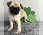 Small #1 Pug