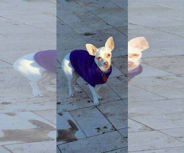 Medium Photo #2 Chihuahua-Unknown Mix Puppy For Sale in Tempe , AZ, USA