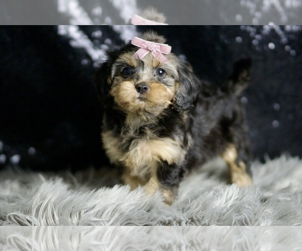 Medium Photo #5 YorkiePoo Puppy For Sale in WARSAW, IN, USA