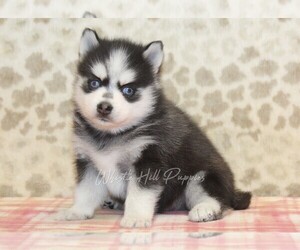 Pomsky Puppy for sale in DENVER, PA, USA