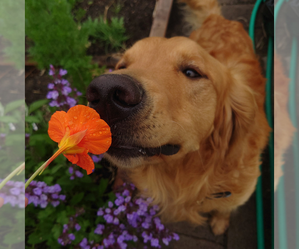Medium Photo #1 Goldendoodle Puppy For Sale in PEYTON, CO, USA