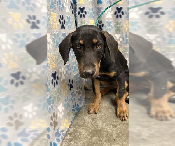 Medium Photo #1 Doberman Pinscher-Unknown Mix Puppy For Sale in Rosenberg, TX, USA
