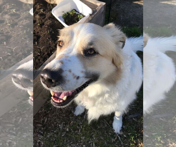 Medium Photo #7 Great Pyrenees Puppy For Sale in Spring, TX, USA