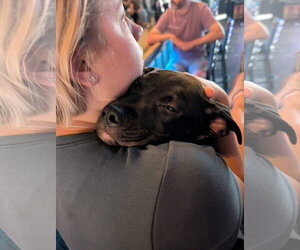 Coachella - Female American Pit Bull Terrier-Unknown Mix Dog for Adoption - Photo #3