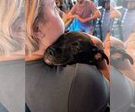 Small Photo #3 American Pit Bull Terrier-Unknown Mix Puppy For Sale in Germantown, OH, USA
