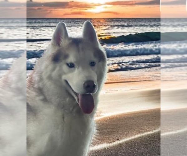 Medium Photo #1 Siberian Husky Puppy For Sale in HEPPNER, OR, USA