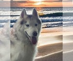 Small Photo #1 Siberian Husky Puppy For Sale in HEPPNER, OR, USA