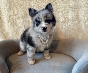 Pomsky Puppy for sale in WEBSTER, FL, USA