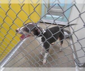 Labrador Retriever-Unknown Mix Dogs for adoption in Temple, TX, USA