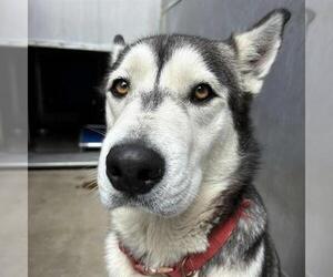 Medium Siberian Husky
