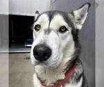 Small Siberian Husky