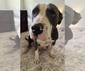Staffordshire Bull Terrier-Unknown Mix Dogs for adoption in The Woodlands, TX, USA