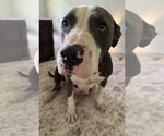 Willow Rue - Female Staffordshire Bull Terrier-Unknown Mix Dog for Adoption - Small photo