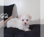 Small #4 Havanese