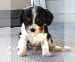 Small #1 Cavalier King Charles Spaniel