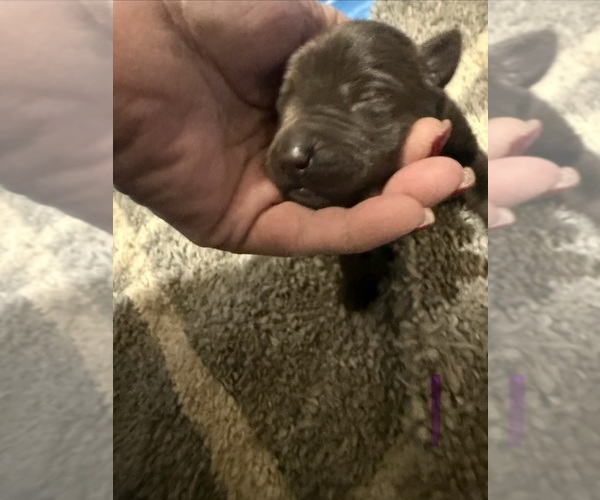 Medium Photo #1 Labrador Retriever Puppy For Sale in OSYKA, MS, USA