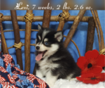 Puppy Lexi (SOLD) Pomsky